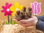 Barnevelder kuikens bruin gezoomd hennen, gesekst en ingeënt, Dieren en Toebehoren, Pluimvee, Vrouwelijk, Kip