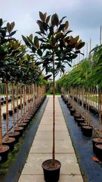 Magnolia Grandiflora🌿 (groenblijvend), Tuin en Terras, Ophalen, Volle zon, Overige soorten