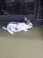 Vlaamse reuzen te koop, Dieren en Toebehoren, Meerdere dieren, Middelgroot, 0 tot 2 jaar