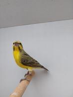 Mozambiquesijs man geringd 2024, Dieren en Toebehoren, Vogels | Overige Vogels, Mannelijk, Geringd