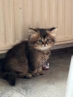 perzische kittens, Dieren en Toebehoren, Katten en Kittens | Raskatten | Langhaar, Poes, Ontwormd, 0 tot 2 jaar