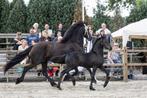 Fries merrie veulen Reservekampioen fokdag Schijndel te koop, Dieren en Toebehoren, Paarden, Merrie, Minder dan 160 cm, Gechipt