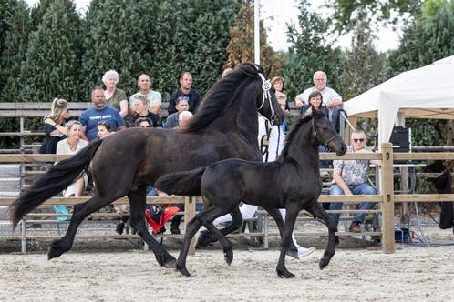 Fries merrie veulen Reservekampioen fokdag Schijndel te koop, Dieren en Toebehoren, Paarden, Merrie, Niet van toepassing, Minder dan 160 cm