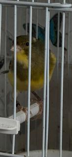 Harz canarie, Dieren en Toebehoren, Vogels | Kanaries, Mannelijk