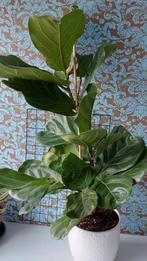 Grote ficus Lyrata  vioolbladplant, Huis en Inrichting, Ficus, Ophalen of Verzenden, Halfschaduw