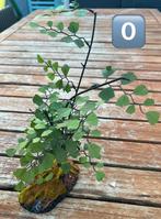 Terrarium accesoires uit te kiezen, Dieren en Toebehoren, Ophalen of Verzenden, Zo goed als nieuw, Tak, Plant, Rots of Steen