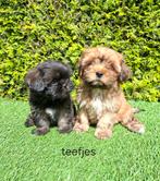 Zeer mooie speelse boomer pups., Overige rassen, CDV (hondenziekte), 8 tot 15 weken, Meerdere