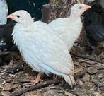 Parelhoen kuiken tekoop, Dieren en Toebehoren, Pluimvee, Geslacht onbekend, Overige soorten