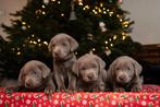 Zilveren en Charcoal labrador pups met stamboom, Dieren en Toebehoren, CDV (hondenziekte), 8 tot 15 weken, Labrador retriever