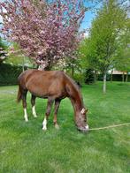 Zeer braaf rijpaard, Merrie, Gechipt, Niet van toepassing, 11 jaar of ouder