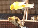 Gezocht kanarie man, Dieren en Toebehoren, Vogels | Kanaries