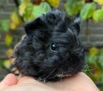 Schattig cavia beertje: kruising Alpaca x Lunkarya vacht, Dieren en Toebehoren, Knaagdieren, Cavia, Mannelijk, November, Tam