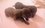 Kruising Flatcoated Retriever / Duitse Staande langhaar pups, Dieren en Toebehoren, Honden | Niet-rashonden, CDV (hondenziekte)