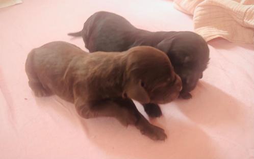 Kruising Flatcoated Retriever / Duitse Staande langhaar pups, Dieren en Toebehoren, Honden | Niet-rashonden, Groot, Meerdere dieren