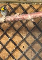 Cuba vink man, Dieren en Toebehoren, Vogels | Overige Vogels, Mannelijk, Geringd