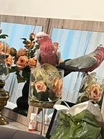 Rose kaketoe pratend, Dieren en Toebehoren, Mannelijk, Papegaai, Pratend