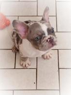 Prachtige Franse bulldog pups uit geteste ouders, Dieren en Toebehoren, Honden | Bulldogs, Pinschers en Molossers, België, Particulier