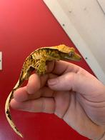 Crested Gecko Male Wimpergekko man, Hagedis, 0 tot 2 jaar