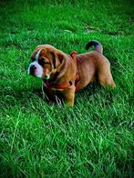 🐾 Old English Bulldog Pup reu, mag gelijk mee🐾, Dieren en Toebehoren, Honden | Bulldogs, Pinschers en Molossers, Reu, 8 tot 15 weken