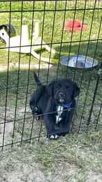 LabradorxGolden Retriever puppy’s 1 reutje beschikbaar! 🐶, Dieren en Toebehoren, Honden | Retrievers, Spaniëls en Waterhonden