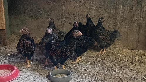Wyandotte goudblauw gezoomd, krielkuikens, Dieren en Toebehoren, Pluimvee, Kip, Meerdere dieren