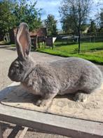 Vlaamse reus blauwgrauw, Dieren en Toebehoren, Konijnen, Mannelijk, Groot, 0 tot 2 jaar