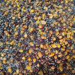 Tijgernoten,Boekweit,Hennep.Rode Mais,Gele Mais, Ophalen of Verzenden, Nieuw, Overige typen