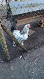 Gratis grote jonge haan mei 2025, Dieren en Toebehoren, Pluimvee, Mannelijk, Kip