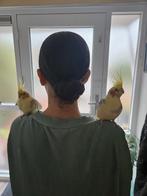 Tamme valparkieten met kooi en speeltjes, Dieren en Toebehoren, Meerdere dieren, Parkiet