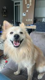 Gouden mandje gezocht voor dieseltje, Dieren en Toebehoren, Honden | Chihuahua's en Gezelschapshonden, Rabiës (hondsdolheid), 1 tot 2 jaar