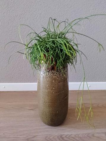 2 hoge potten (31 cm hoog) beschikbaar voor biedingen