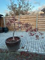 Japanse Esdoorn - Prachtige Sierboom, Tuin en Terras, Bloeit niet, Halfschaduw, Overige soorten, 100 tot 250 cm