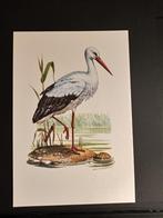 Ooievaar, Verzenden, 1980 tot heden, Zo goed als nieuw, Dier