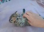 2 prachtige Britse Korthaar poesjes (Black golden shaded), Dieren en Toebehoren, Poes, Gechipt, 0 tot 2 jaar