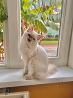 Nog 2 lieve bluepoint/Lilac ragdoll katertjes met stamboom, Dieren en Toebehoren, Katten en Kittens | Raskatten | Korthaar, Kater