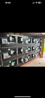 Gezocht konijnenflat, Dieren en Toebehoren, Knaagdieren en Konijnen | Hokken en Kooien, Ophalen of Verzenden, Zo goed als nieuw