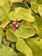 Pindakaasboom (Clerodendrum bungei), Tuin en Terras, Planten | Bomen, Ophalen, Volle zon, Overige soorten
