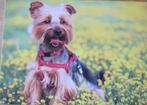 Yorkshire terrier op nieuwe ansichtkaart, Verzenden, 1980 tot heden, Ongelopen, Hond of Kat
