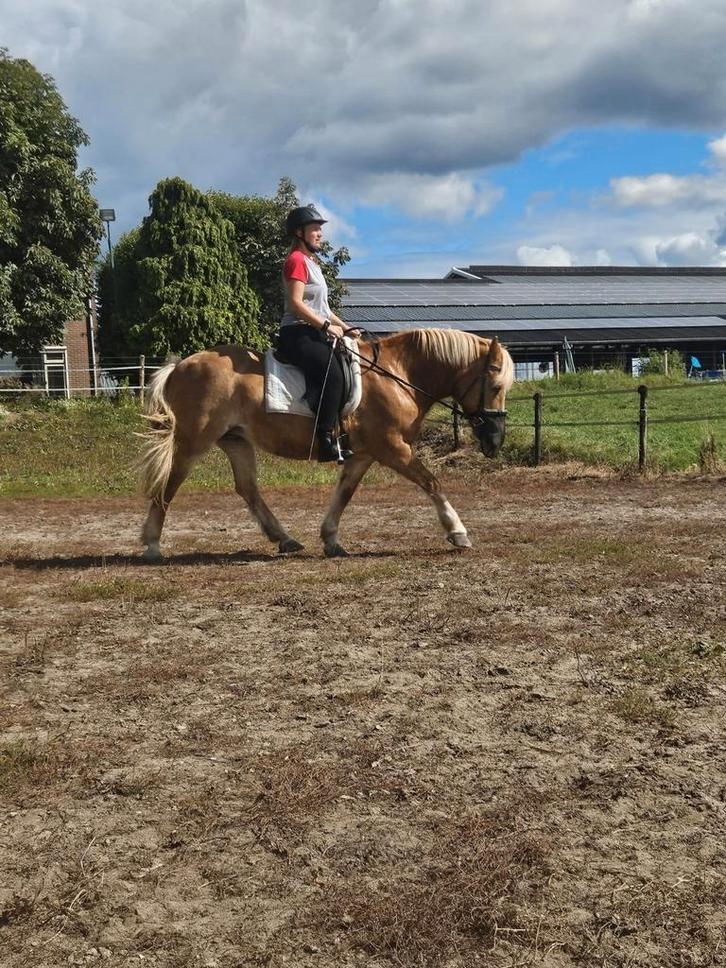 Bijrijder gezocht., Dieren en Toebehoren, Paarden en Pony's | Overige Paardenspullen, Nieuw, Ophalen