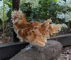 Nederlandse Baardkuifhaan, Dieren en Toebehoren, Pluimvee, Mannelijk, Kip