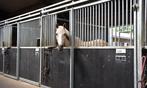 Stalling / paddock paradise / weiland gezochr, Dieren en Toebehoren, Stalling en Weidegang, Stalling, 1 paard of pony