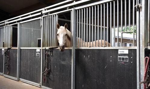 Stalling / paddock paradise / weiland gezochr, Dieren en Toebehoren, Stalling en Weidegang, Stalling, 1 paard of pony