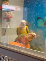 Bewezen Koppel Pyrrurha molinea, Dieren en Toebehoren, Vogels | Parkieten en Papegaaien, Meerdere dieren, Parkiet, Geringd