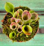 Heliamphora Vleesetende plant p8, Ophalen of Verzenden, Halfschaduw, Minder dan 100 cm