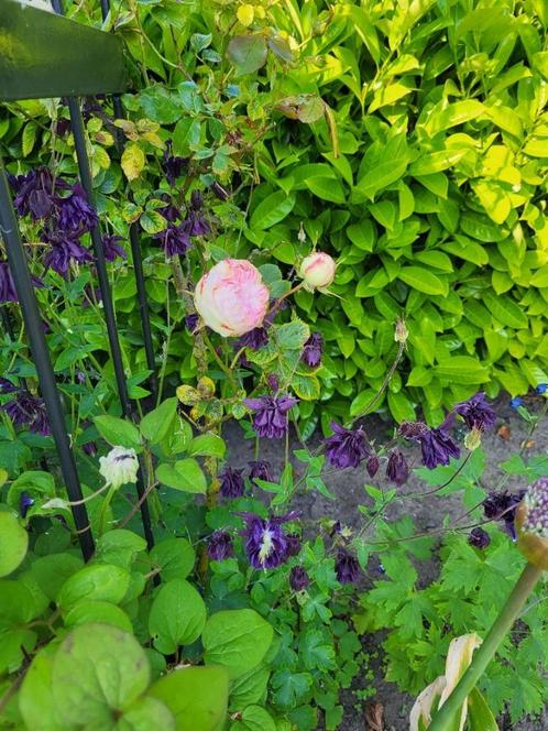 Zaden dieppaarse Akelei, Tuin en Terras, Bloembollen en Zaden, Zaad, Voorjaar, Volle zon, Verzenden