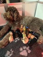 Australian labradoodle pups medium, Dieren en Toebehoren, Honden | Retrievers, Spaniëls en Waterhonden, Rabiës (hondsdolheid)