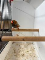 Te koop 1 zebravink man 2025, Dieren en Toebehoren, Vogels | Overige Vogels, Mannelijk, Tropenvogel