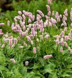 Adderwortel Persicaria Duizendknoop vlinders, hommels insect, Vaste plant, Halfschaduw, Zomer, Ophalen