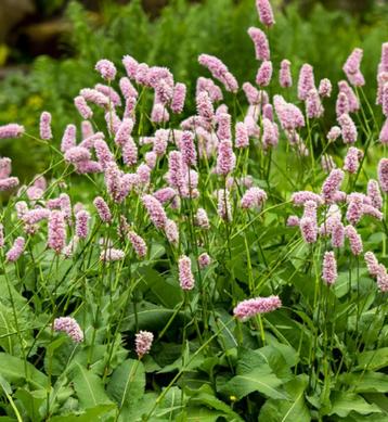 Adderwortel Persicaria Duizendknoop vlinders, hommels insect beschikbaar voor biedingen