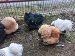 Cochin kriel hennen in verschillende kleuren, Dieren en Toebehoren